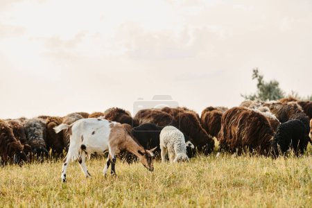 enorme ganado animado de ovejas lindas y cabras pastando malas hierbas frescas, mientras que en el campo de primavera escénico