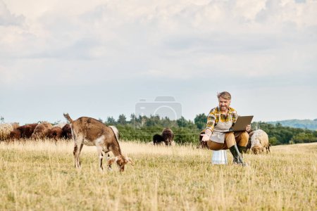 Téléchargez les photos : Beau fermier moderne avec barbe assis avec ordinateur portable et l'analyse de son bétail de chèvres et de moutons - en image libre de droit