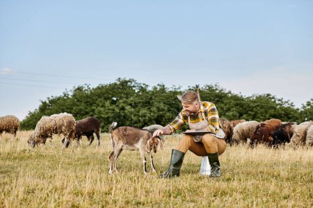 guapo granjero moderno con barba sentado con portátil y analizando su ganado de cabras y ovejas
