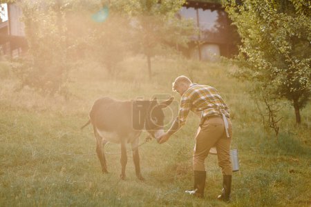 gutaussehender bärtiger Mann mit Tätowierungen, der auf seinem Bauernhof einen niedlichen Esel aus einem Metalleimer füttert