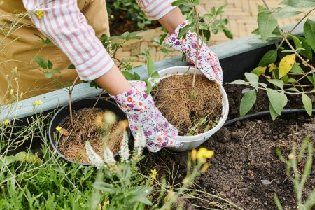 cropped view of mature woman with gloves taking care of her growing vegetables in her garden