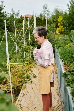 freudig attraktive reife Frau mit Brille und Handschuhen, die sich im Garten um ihre frischen Beeren kümmert