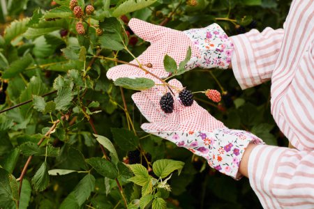 Téléchargez les photos : Vue recadrée de la femme mûre avec des gants de jardinage prenant soin de ses mûres vives fraîches - en image libre de droit