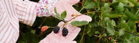 vista recortada de la mujer madura con guantes de jardinería cuidando de sus fresas frescas, pancarta