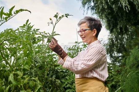 Téléchargez les photos : Belle femme mature joyeuse avec des lunettes prenant soin actif de ses plantes dans son jardin vivant - en image libre de droit
