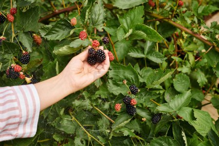 cropped view of mature woman with gardening gloves taking care of her fresh vivid dewberries