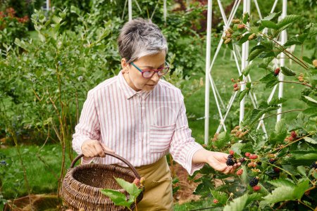 attractive mature jolly woman with glasses picking fresh berries into straw basket in her garden