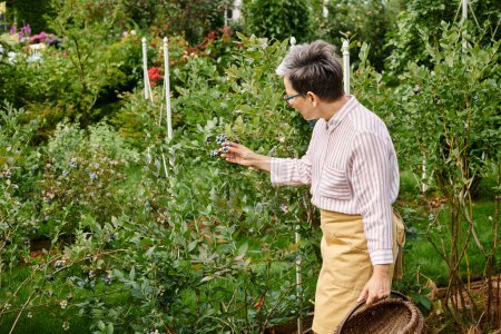 beautiful mature jolly woman with glasses picking fresh berries into straw basket in her garden