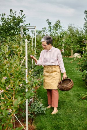 schöne reife fröhliche Frau mit Gläsern, die in ihrem Garten frische Beeren in einen Strohkorb pflückt