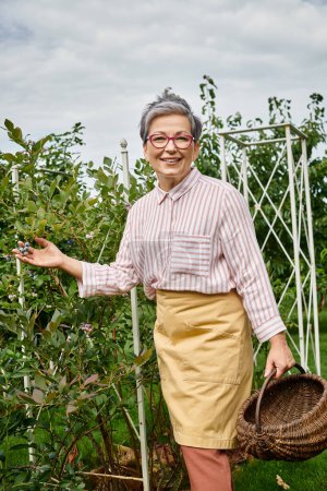 ansprechende fröhliche reife Frau mit Brille, die in die Kamera lächelt, während sie im Garten frische Beeren pflückt
