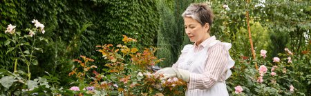 Photo for Mature joyful beautiful woman with short hair using gardening tools to take care of rosehip, banner - Royalty Free Image
