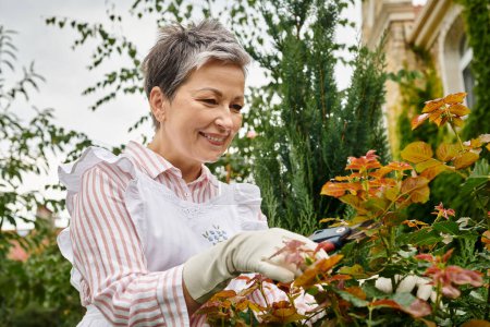 mature joyous beautiful woman with short hair using gardening tools to take care of lively rosehip