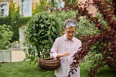 mature good looking joyful woman with glasses collecting fruits into straw basket in her garden