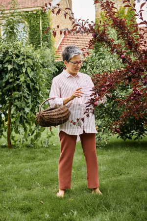reife, gut aussehende, fröhliche Frau mit Gläsern, die Früchte in einem Strohkorb in ihrem Garten sammelt