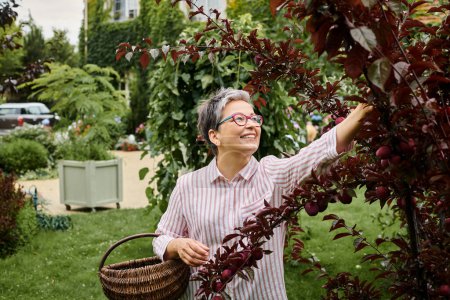 reife, gut aussehende, fröhliche Frau mit Gläsern, die Früchte in einem Strohkorb in ihrem Garten sammelt