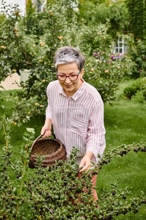 appealing joyous mature woman in casual attire with glasses collecting fresh berries in garden