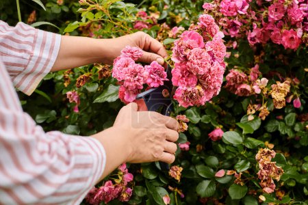 abgeschnittene Ansicht einer reifen Frau, die sich aktiv um ihre lebendige rosa Hagebutte im Garten kümmert