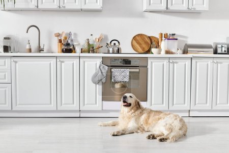 Téléchargez les photos : Un chien paisible du Labrador repose confortablement sur le sol de la cuisine, se prélassant dans la chaleur de la pièce. - en image libre de droit