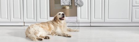 Photo for A Labrador dog gracefully seated on the kitchen floor in a peaceful moment. - Royalty Free Image