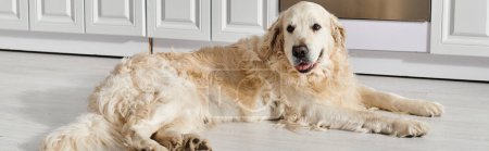 Téléchargez les photos : Un chien du Labrador reposant paisiblement sur le plancher de la cuisine. - en image libre de droit