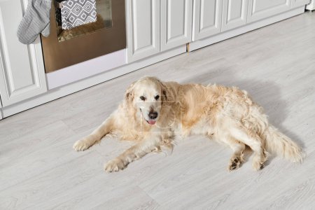 Un chien paisible du Labrador s'incline sur le plancher d'une cuisine, se prélassant dans une ambiance chaleureuse et accueillante.