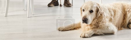 Labrador lies next to a table, embodying inclusion and companionship with owner, banner