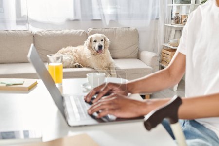 Téléchargez les photos : Un Afro-Américain en fauteuil roulant travaille sur un ordinateur portable tandis que son chien du Labrador repose à ses côtés sur un canapé confortable. - en image libre de droit