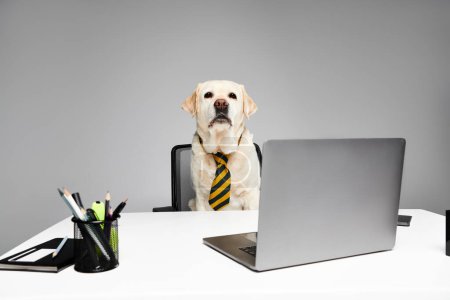 A dog wearing a tie sits in front of a laptop in a studio setting, embodying professionalism and focus.