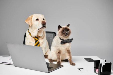 A cat and a dog sit together in front of a laptop, appearing to edit content collaboratively on the screen.