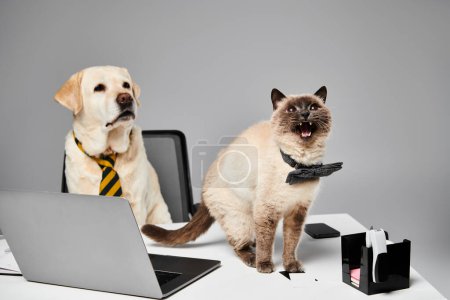 Foto de Un gato y un perro se sientan uno al lado del otro delante de un portátil, mostrando una perfecta armonía entre los animales domésticos en un ambiente de estudio. - Imagen libre de derechos