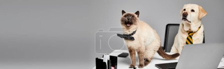 Téléchargez les photos : Un chat et un chien sont assis sur un ordinateur portable dans un studio, mettant en valeur le lien entre les animaux domestiques. - en image libre de droit