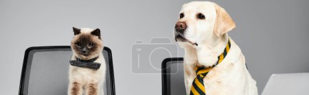 Téléchargez les photos : Un chat à fourrure et un chien fidèle s'assoient tranquillement ensemble sur une chaise dans un cadre confortable studio. - en image libre de droit