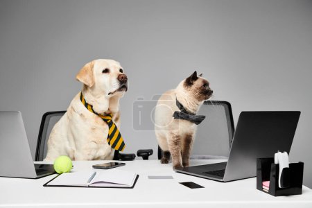dog and a cat are sitting attentively at a desk in a studio setting, showcasing a domestic animal and furry friend concept.