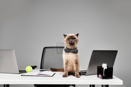Eine majestätische Katze sitzt elegant auf einem überladenen Schreibtisch in einem Studio-Ambiente und präsentiert die Essenz eines Haustieres.