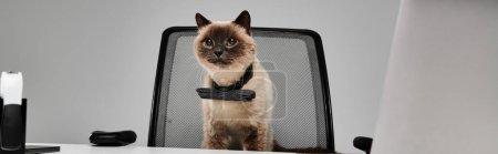 A Siamese cat contently sits in an office chair, exuding elegance and curiosity in a professional setting.