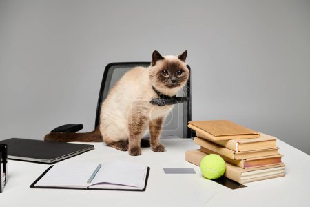 A cat comfortably sits in a desk in a studio setting.