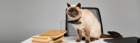 Eine Hauskatze sitzt gemütlich auf einem Schreibtisch im Studio und präsentiert einen gemütlichen und neugierigen Moment.