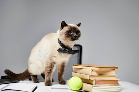 Eine Katze sitzt zufrieden auf einem Schreibtisch neben einem Stapel Bücher und sonnt sich in der Wärme des Wissens.