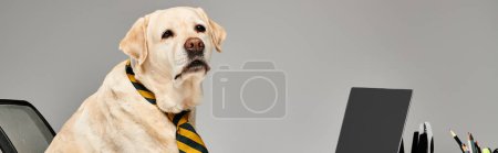 Téléchargez les photos : Un chien bien habillé en cravate assis devant un ordinateur dans un décor de studio. - en image libre de droit