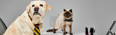Téléchargez les photos : Un chat et un chien se tiennent côte à côte dans un moment harmonieux, mettant en valeur le lien entre deux amis poilus. - en image libre de droit