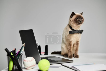 Foto de Un gato se posa sobre un escritorio cerca de una computadora portátil, exudando un aire de curiosa serenidad en un entorno de estudio. - Imagen libre de derechos