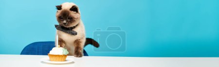 Téléchargez les photos : Un chat se tient près d'un cupcake sur une table dans un cadre de studio charmant, mettant en valeur la beauté des interactions quotidiennes. - en image libre de droit