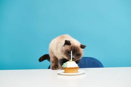 Eine Katze steht auf einem Stuhl und beäugt einen Cupcake mit einer Kerze darauf.