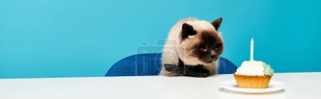 Foto de Un gato está sentado en una mesa con una magdalena delante, mirando curiosamente el dulce. - Imagen libre de derechos