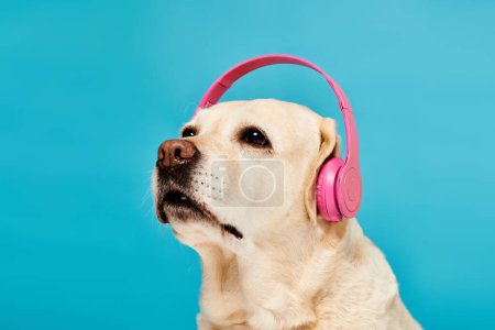 Téléchargez les photos : Un chien portant des écouteurs sur ses oreilles, profitant de quelques airs dans un décor de studio. - en image libre de droit
