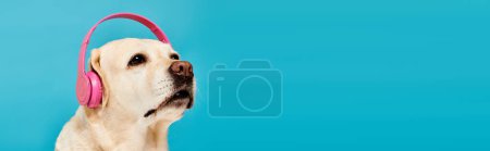 Téléchargez les photos : Un chien avec des écouteurs couvrant ses oreilles, profitant de quelques airs dans un cadre studio. - en image libre de droit
