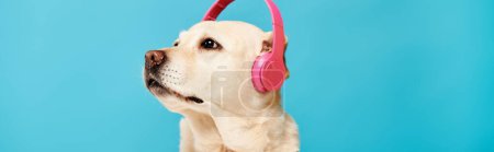 Téléchargez les photos : Un chien portant des écouteurs, écoutant attentivement, faisant une vue adorable dans un cadre de studio. - en image libre de droit