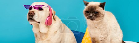 Un gato y un perro con gafas de sol, posan sobre un fondo azul en un ambiente de estudio de moda.