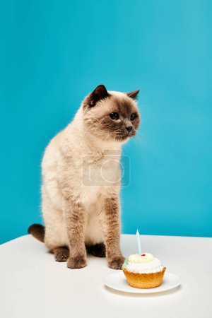Téléchargez les photos : Un chat au regard curieux est assis à côté d'un délicieux cupcake sur une table en bois dans un cadre de studio confortable. - en image libre de droit