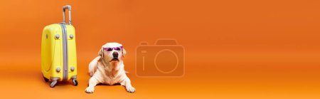 Photo for A loyal dog sits calmly next to a vibrant yellow suitcase, ready for a new adventure together in a studio setting. - Royalty Free Image